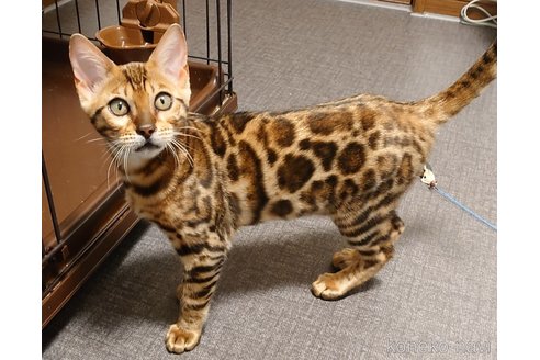 成約済の千葉県のベンガル-80166の2枚目