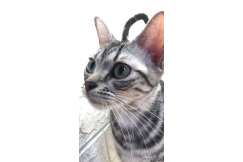 あさりちゃん1枚目