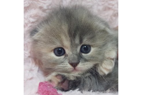 成約済の群馬県のスコティッシュフォールド-82763の11枚目