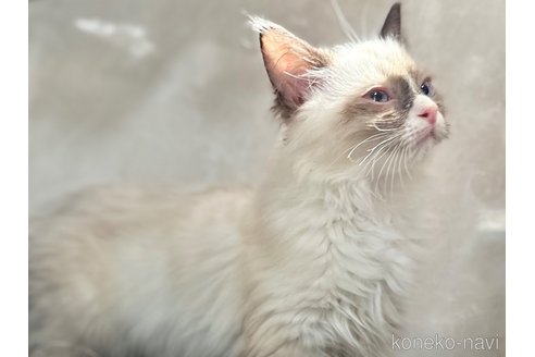 成約済の東京都のラグドール-76941の2枚目