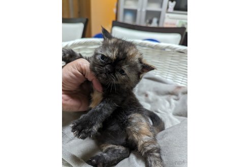 成約済の愛知県のエキゾチックショートヘア-82765の12枚目