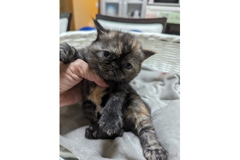 成約済の愛知県のエキゾチックショートヘア-82765の10枚目