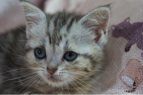成約済の埼玉県のアメリカンショートヘア-82774の12枚目