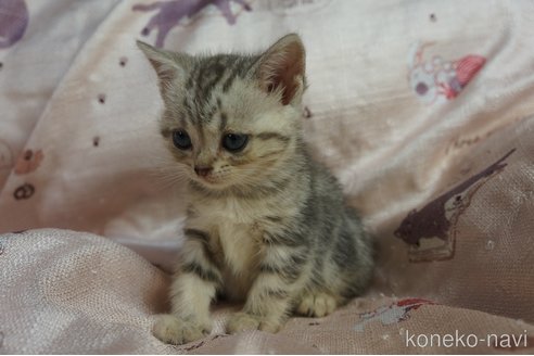 成約済の埼玉県のアメリカンショートヘア-82779の3枚目