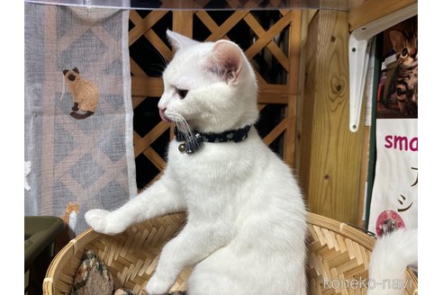 成約済の千葉県のスコティッシュフォールド-74131の19枚目