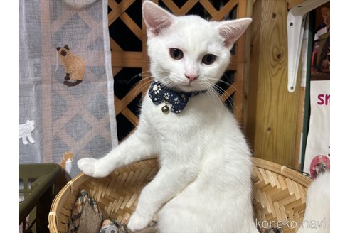 成約済の千葉県のスコティッシュフォールド-74131の18枚目