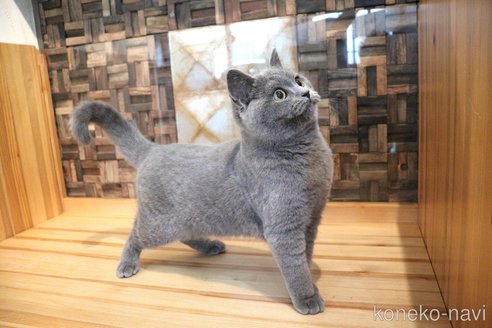 成約済の大阪府のスコティッシュフォールド-76384の18枚目