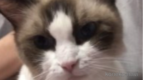 さくら🌸ちゃん1枚目