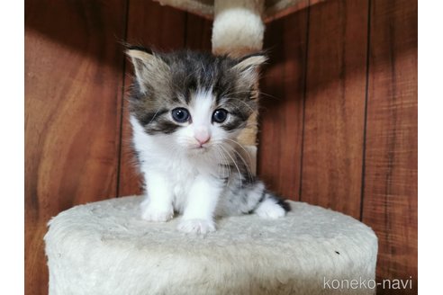 成約済の兵庫県のノルウェージャンフォレストキャット-80741の2枚目