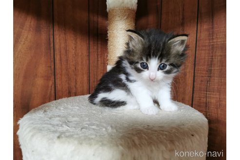成約済の兵庫県のノルウェージャンフォレストキャット-80741の3枚目