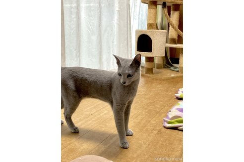 成約済の静岡県のロシアンブルー-75036の2枚目