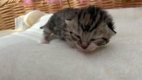 成約済の宮城県のスコティッシュフォールド-84500の5枚目