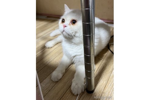 成約済の埼玉県のミックス-62513の6枚目