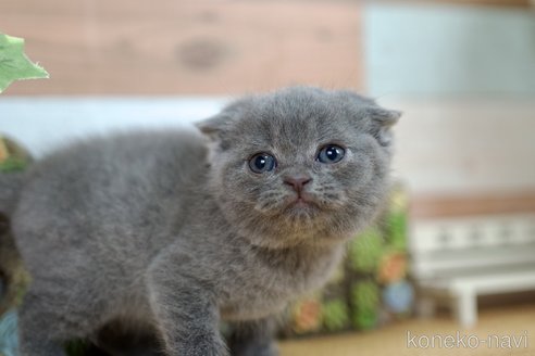 成約済の北海道のスコティッシュフォールド(折れ耳)-82852の3枚目