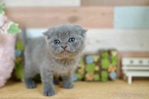成約済の北海道のスコティッシュフォールド(折れ耳)-82852の5枚目