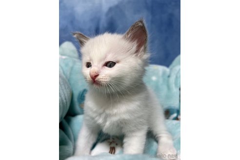 成約済の千葉県のラグドール-82861の3枚目