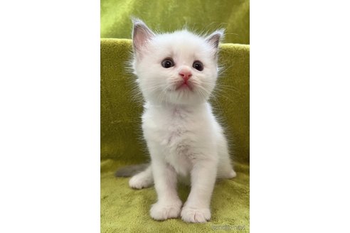 成約済の千葉県のラグドール-82861の6枚目