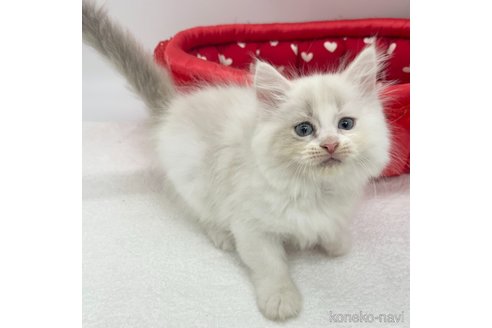 成約済の愛知県のマンチカン-82897の2枚目