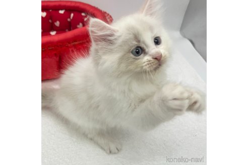 成約済の愛知県のマンチカン-82897の4枚目