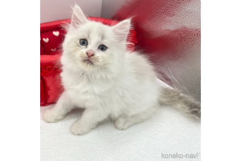 成約済の愛知県のマンチカン-82897の3枚目