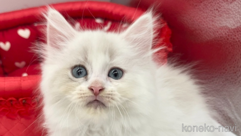 成約済の愛知県のマンチカン-82897の1枚目