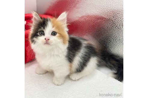 成約済の愛知県のマンチカン(短足)-82899の4枚目