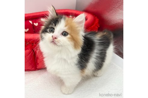 成約済の愛知県のマンチカン(短足)-82899の2枚目