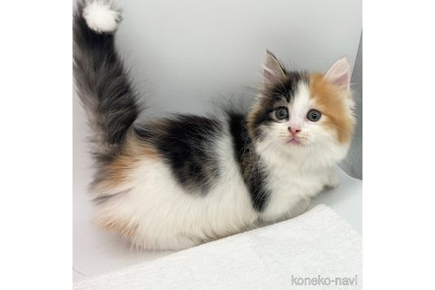 成約済の愛知県のマンチカン(短足)-82899の3枚目