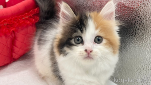 成約済の愛知県のマンチカン(短足)-82899