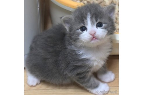 成約済の茨城県のノルウェージャンフォレストキャット-82905の2枚目