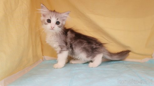 成約済の東京都のサイベリアン-82907の2枚目