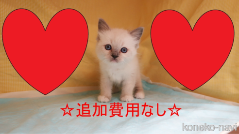 成約済の東京都のラグドール-82909の1枚目