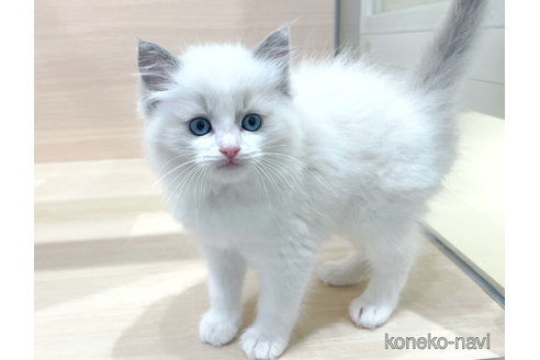 成約済の東京都のラグドール-82915の2枚目