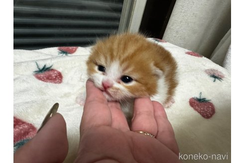 成約済の千葉県のマンチカン(短足)-82921の20枚目