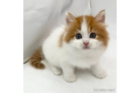 成約済の愛知県のスコティッシュフォールド-82930の4枚目