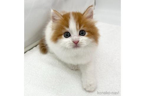 成約済の愛知県のスコティッシュフォールド-82930の2枚目