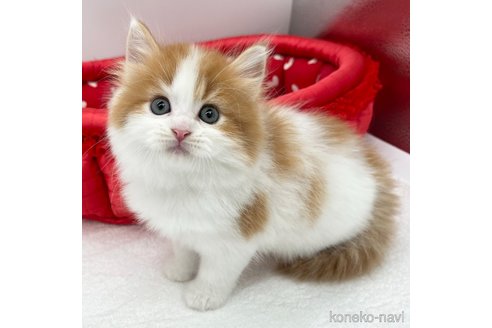 成約済の愛知県のスコティッシュフォールド-82930の3枚目