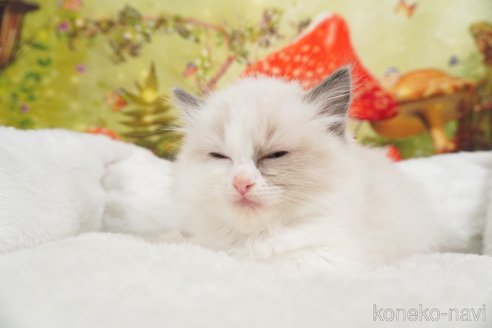 成約済の茨城県のラグドール-82945の3枚目
