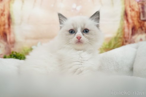 成約済の茨城県のラグドール-82947の6枚目