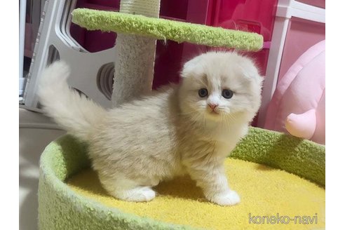 成約済の愛媛県のスコティッシュフォールド(折れ耳)-82960の3枚目