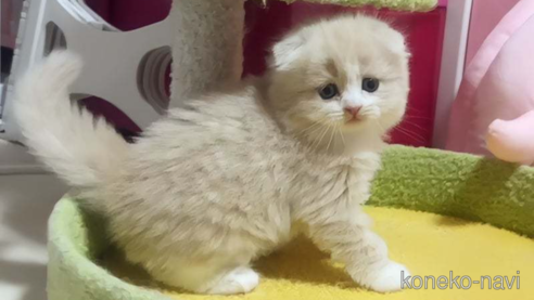 成約済の愛媛県のスコティッシュフォールド(折れ耳)-82960