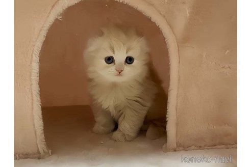 成約済の愛媛県のスコティッシュフォールド(折れ耳)-82961の3枚目