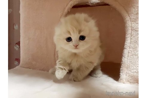 成約済の愛媛県のスコティッシュフォールド(折れ耳)-82961の2枚目