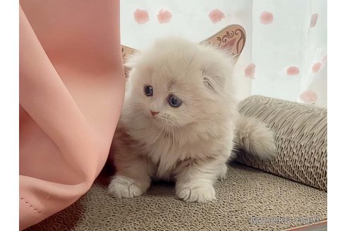 成約済の愛媛県のスコティッシュフォールド(折れ耳)-82961の4枚目