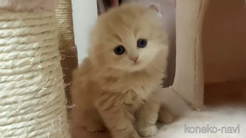 成約済の愛媛県のスコティッシュフォールド(折れ耳)-82961