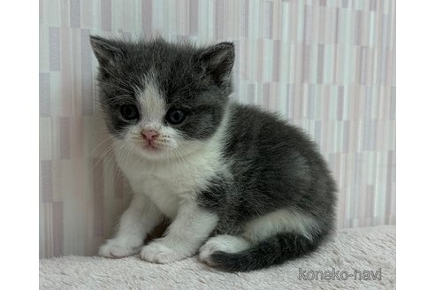 成約済の千葉県のブリティッシュショートヘア-82963の3枚目