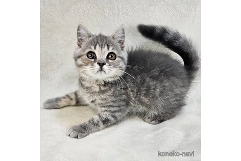 成約済の東京都のその他の猫種-82964の5枚目