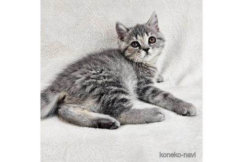 成約済の東京都のその他の猫種-82964の3枚目