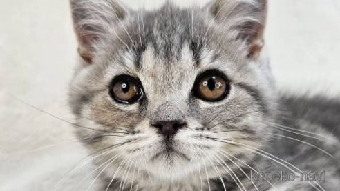 成約済ののその他の猫種-82964