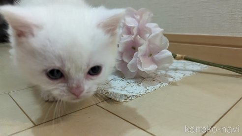 成約済の広島県のその他の猫種-79155の51枚目